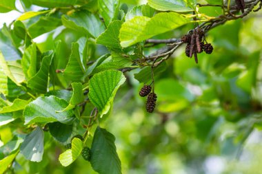 Benekli kızılağaçlar tohumlarını koni benzeri yapılara yayarlar..