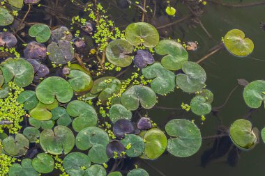 Hidrokaris morsus-ranae, Hidrocharitaceae familyasından bir bitki türü. Küçük bir nilüfer çiçeğine benzeyen yüzen küçük bir bitki..