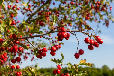 Hawthorn kırmızı böğürtlenleri çalılıklarda yetişir.