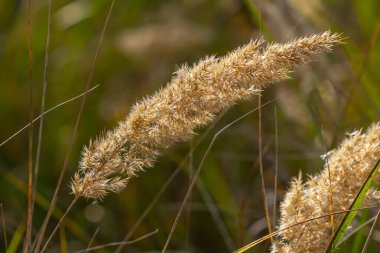 Çayırdaki küçük kamışlı Calamagrostis epigejos 'un enfeksiyonu..