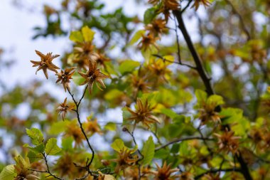 Boynuz demeti Carpinus Betulus 'un dalları sonbaharda sarkan infloresans ve yapraklar, seçilmiş odak, alanın dar derinliği, bulanık arkaplanda kopyalama alanı.