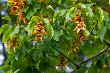 Boynuz demeti Carpinus Betulus 'un dalları sonbaharda sarkan infloresans ve yapraklar, seçilmiş odak, alanın dar derinliği, bulanık arkaplanda kopyalama alanı.
