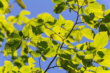 güzel, ahenkli orman detay, Gürgen yaprak ile.