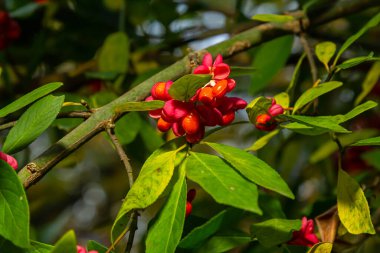 Euonymus europaeus, yaygın Milli Pembe Meyveler Seçici Odaklanma.