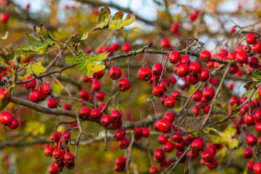 Hawthorn kırmızı böğürtlenleri çalılıklarda yetişir.