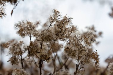 Kenevir tarımının kabarık beyaz tohumları, seçici odak - Eupatorium cannabinum.