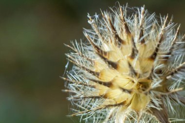 Kışın küçük çaydanlık dipsacus pilosus tohumu başı. Eriyen buza bulanmış ölü kızıllık, Dipsaceae ailesinin dikenli bitkisinin üzerindeki güneş ışığıyla aydınlanıyor..