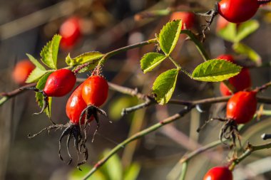 Dallarda kırmızı gül üzümü. Gülüzümlü romantik sonbahar hayatı. Kırışık güllük gülistanlık böğürtlenleri sonbaharda bir çalılıkta. Hawthorn meyveleri ağaçlarda ve çalılıklarda yetişen küçük meyvelerdir.