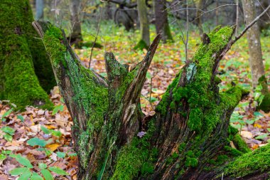 Sabahki çiy damlaları kayaların üzerinde yetişen Ceratodon purpureus bitkisini kaplıyor, mor yosunlar, yanmış toprak yosunları, sıcak renkler..