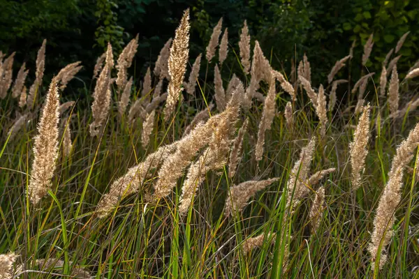 Çayırdaki küçük kamışlı Calamagrostis epigejos 'un enfeksiyonu..