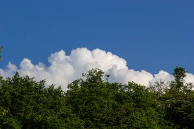 ağaçlar grupları ile geniş bir vadi. dağın tepesinden göster.