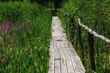 Asma köprü, maceraya giden yol, diğer tarafa geçmek..