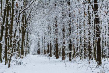 Karla kaplı ılıman, yaprak döken orman boynuz demeti Carpinus betulus ağaçları.