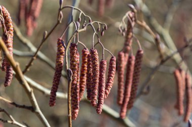 Siyah alnus glutinosa 'nın erkek catkins ve dişi kırmızı çiçekli küçük bir dalı. İlkbaharda çiçek açan kızılağaç. Güzel doğal arka plan. Temiz küpeler ve bulanık arka plan..