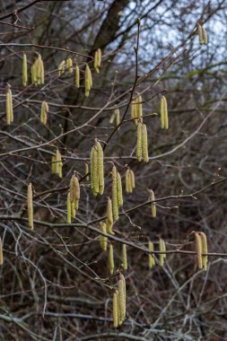 İlkbaharda ormanda çiçek açan yaygın fındık çiçeği Corylus Avellana..