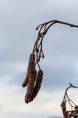 Siyah alnus glutinosa 'nın erkek catkins ve dişi kırmızı çiçekli küçük bir dalı. İlkbaharda çiçek açan kızılağaç. Güzel doğal arka plan. Temiz küpeler ve bulanık arka plan..