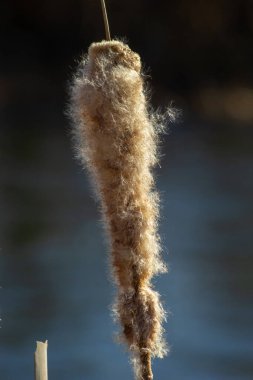 Tırmık kuyrukları nehir kenarındaki Typha latifolia 'ya hücum ediyor. İlkbaharın başındaki karlı arka planda çiçek açan tırtıl kuşlarının kapanışı. Tüylü kuyruk çiçekleri ve tohum başları.