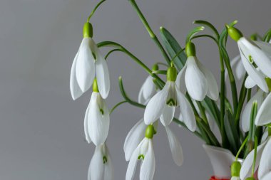 Hasır sepetteki güzel kar damlaları açık gri arka planda, yakın plan. Bahar çiçekleriyle çiçek arkaplan.