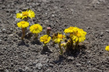 Tussilago farfara, papatya familyasından Asteraceae familyasına ait bir bitki türü. Güneşli bir bahar gününde bir bitkinin çiçekleri.