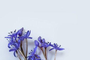 Çiçek tasarımı - Scilla bifolia çiçekli iki yapraklı squill veya alp squill beyaz arka planda izole edilmiş alp squill yazı için boşluk. Bahar dekorasyonu.