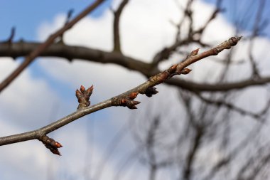 Bahar başında bir ağaç dalında tomurcuklanan tomurcuklar. Baharın başlarında, arka planda bulanık bir dal. İlk bahar yeşillikleri.