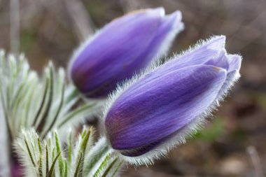 Pulsatilla slavica. Ormanda ilkbahar çiçeği. İlkbaharın başlarında açan güzel, mor tüylü bir bitki. Kaybolan bahar çiçekleri.