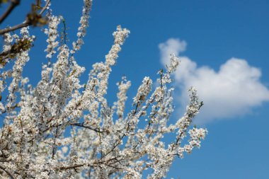 Mavi gökyüzünün altındaki ağaçtaki erik çiçeklerinin güzel dallarının seçici odak noktası, ilkbahar mevsiminde güzel Sakura çiçekleri, çiçek deseni, doğa arka planı..