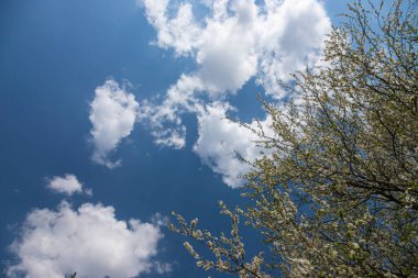 Mavi gökyüzünün altındaki ağaçta kiraz çiçeklerinin güzel dallarının seçici odak noktası, ilkbahar mevsiminde Sakura çiçekleri, çiçek desenleri, doğa arka planı..