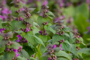 Deaf nettle blooming in a forest, Lamium purpureum. Spring purple flowers with leaves close up.