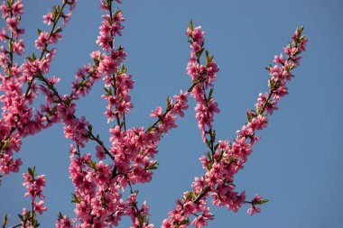 Şeftali ağacı, bulanık arkaplan. Baharda çiçek açan, pembe çiçekli bir ağaç. Bahar bahçesinin güzelliği, bahar konsepti.
