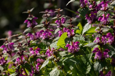 Deaf nettle blooming in a forest, Lamium purpureum. Spring purple flowers with leaves close up.