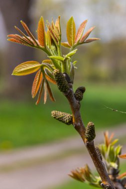 İlkbaharda ceviz dalı, ceviz ağacı yaprakları ve kedi derileri kapanır. Ceviz ağacı çiçek açar, bahar mevsiminde ağacın taze yaprakları, doğa..