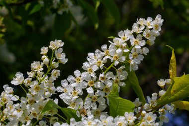 Çiçekli kuş kirazı, bahar doğası arka planı. Yeşil dallarda beyaz çiçekler. Prunus padus, böğürtlen, böğürtlen ya da mayday ağacı olarak da bilinir..
