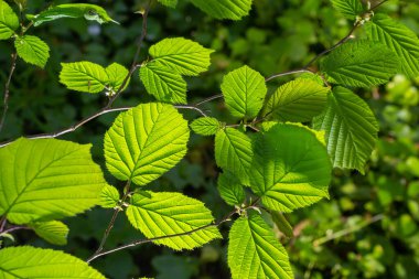 Taze yeşil Hazel yaprakları baharda ağacın dalına yakın ve bulanık arka planda şeffaf yapılar var. Doğal arkaplan.