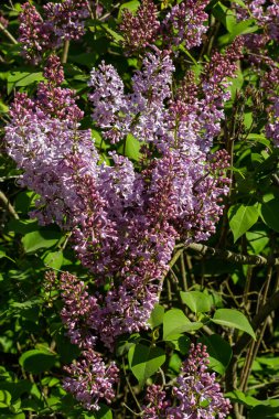 İlkbaharda mor leylak çalıları çiçek açar. Yeşil bahçede güzel çiçekli duvar kâğıdı.