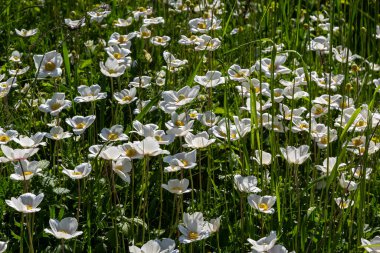Yeşil çimlerde beyaz bahar çiçekleri. Beyaz şakayık çiçekleri. Anemone hecesi, kartopu şakayığı, yel çiçeği.