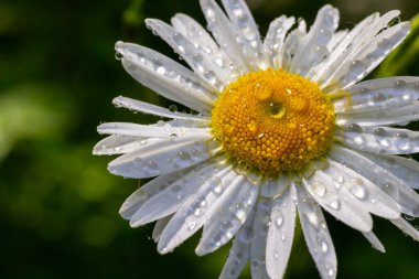 Bahçe papatyaları Leucanthemum vulgare yakından. Papatya çiçekleri. Oxeye papatya, papatya, Dox-eye, Papatya, Ay papatyası. Makro papatya ya da papatya çiçeği beyaz taç yaprakları üzerinde bir damla su ile.