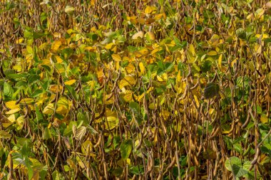 Soya fasulyesi makrosu. Soya fasulyesi hasadı, tarım baklagilleri. Soya fasulyesi tarlası - kuru soya kabuğu.