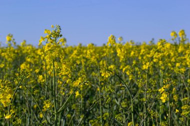 Kolza tohumu tarlası Ukrayna 'da mavi gökyüzünde parlak sarı çiçeklerle çiçek açar. Yakın çekim..