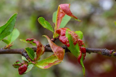 Şeftali ağacında hasta yapraklar. Taphrina deformans.