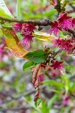 Şeftali yaprağı kıvırcık. Şeftali ağacının mantar hastalığı. Taphrina deformans. Şeftali ağacı mantar hastalığı. Seçici odaklanma. Konusu; hastalıklar, meyve ağaçları, haşere kontrolü. Kare .