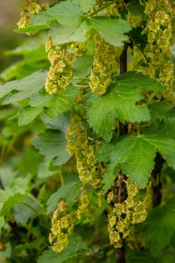 Kırmızıkuşüzümü çiçekleri çalıların üzerinde. Baharın başında bahçede üzümlü çiçek..