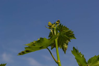 Baharda mavi gökyüzünün arka planında taze yeşil üzüm yaprakları.