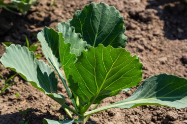 Genç lahana Filiz Sebze yatak.