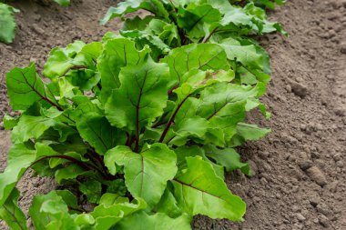 Bir parça pancar kökü. Taze yeşil pancar kökü yaprağı ya da pancar kökü tohumu. Yeşil pancar sırası organik çiftlikte büyür. Bahçe yatağında büyüyen pancar kökü yaprakları. Pancar yaprağı tarlası.