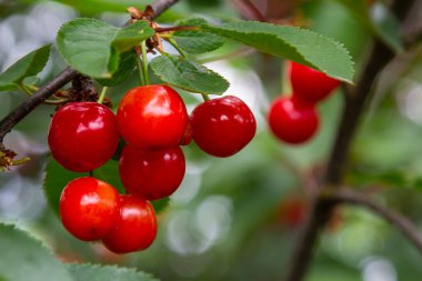 Olgun büyük meyveli kiraz ağacı dalı.