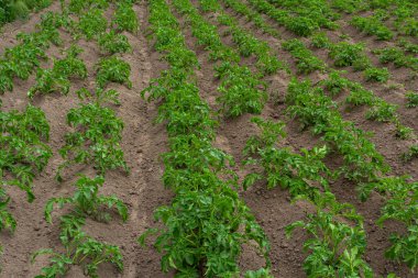 Potato field with green shoots of potatoes. clipart
