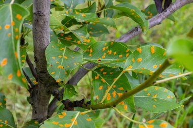 Armut yaprakları armut istilası altında..