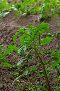 patates alan yeşil sürgünler patates ile.
