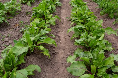 Topraktaki yemyeşil şeker pancarları